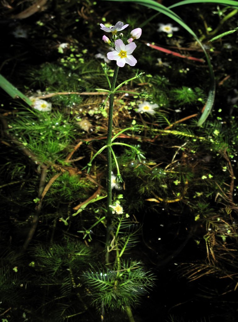 Hottonia palustris